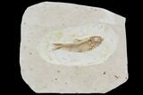 Cretaceous Fossil Fish - Morocco #104382-1